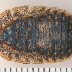 Laxta granicollis (Common bark or trilobite cockroach) at Barragga Bay, NSW - 11 Feb 2015 by robndane
