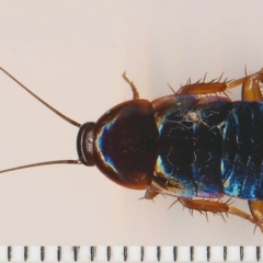 Melanozosteria feriarum (Tawny dark woodland cockroach) at Barragga Bay, NSW - 11 Feb 2015 by robndane