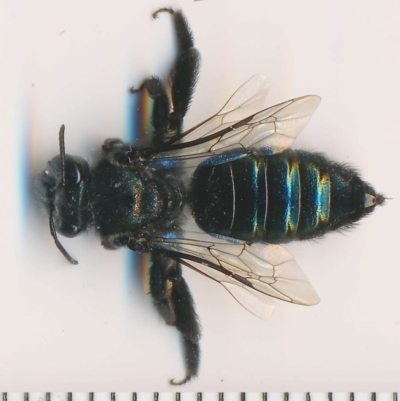 Leioproctus (Lamprocolletes) chalybeatus (Plaster bee) at Bermagui, NSW - 17 Feb 2015 by robndane