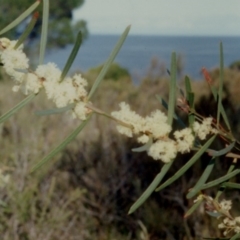 Acacia suaveolens (Sweet Wattle) at Bournda National Park - 11 Jun 1992 by robndane