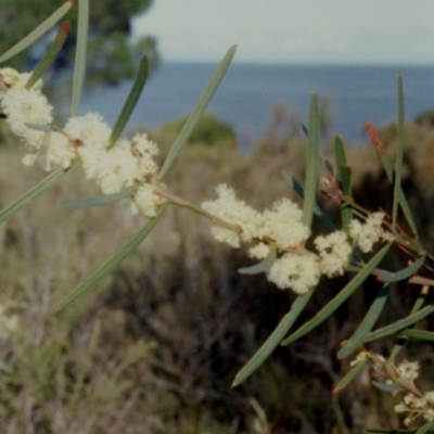 Acacia suaveolens (Sweet Wattle) at Bournda National Park - 11 Jun 1992 by robndane