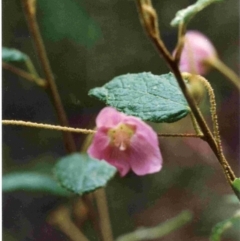 Howittia trilocularis (Blue Howittia) at Goodenia Rainforest Walk - 8 Nov 1997 by robndane