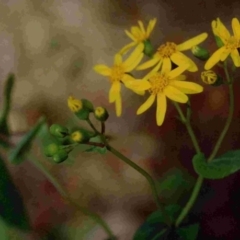 Senecio velleioides (Forest Groundsel) at Bournda National Park - 29 Sep 1992 by robndane