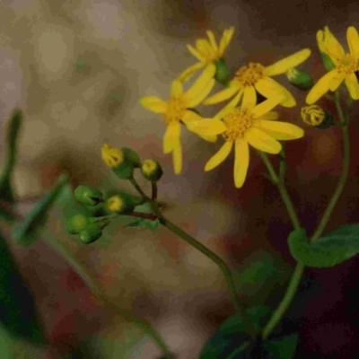 Lordhowea velleioides (Forest Groundsel) at Tathra, NSW - 30 Sep 1992 by robndane