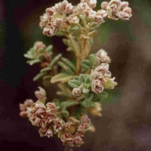 Zieria littoralis at Tathra, NSW - 11 Aug 1991 12:00 AM