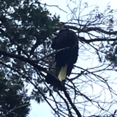 Zanda funerea (Yellow-tailed Black-Cockatoo) at Cuttagee, NSW - 10 Oct 2018 by loumcc