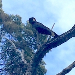 Zanda funerea at Cuttagee, NSW - 10 Oct 2018 10:17 AM