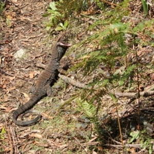 Varanus varius at Monga National Park - suppressed