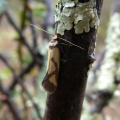 Oecophoridae (family) (Unidentified Oecophorid concealer moth) at Jerrabomberra, NSW - 9 Oct 2018 by Wandiyali