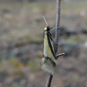 Philobota undescribed species near arabella at Jerrabomberra, NSW - 10 Oct 2018