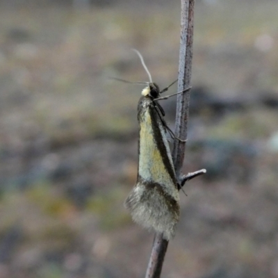Philobota undescribed species near arabella (A concealer moth) at QPRC LGA - 9 Oct 2018 by Wandiyali
