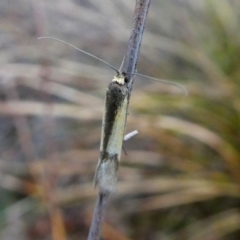 Philobota undescribed species near arabella at Jerrabomberra, NSW - 10 Oct 2018