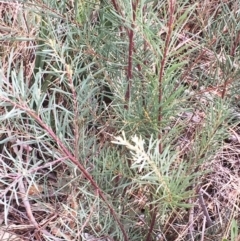 Acacia boormanii at Yarralumla, ACT - 5 Oct 2018