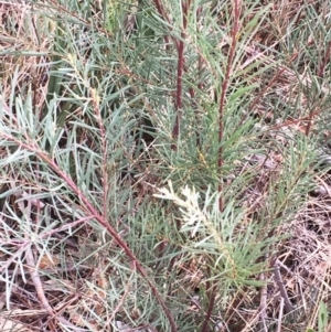 Acacia boormanii at Yarralumla, ACT - 5 Oct 2018 10:00 AM