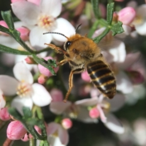 Trichocolletes sp. (genus) at Acton, ACT - 1 Oct 2018