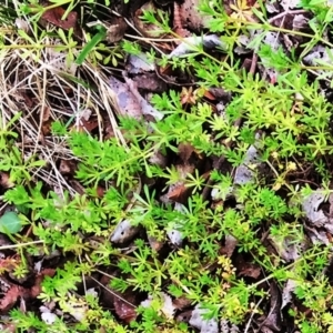 Galium aparine at Yarralumla, ACT - 5 Oct 2018