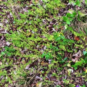 Galium aparine at Yarralumla, ACT - 5 Oct 2018