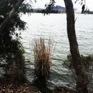 Typha sp. at Yarralumla, ACT - 5 Oct 2018