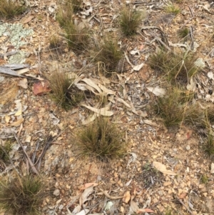 Austrostipa scabra subsp. falcata at Yarralumla, ACT - 5 Oct 2018