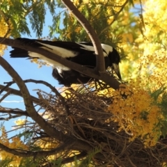 Gymnorhina tibicen (Australian Magpie) at Pollinator-friendly garden Conder - 2 Oct 2018 by michaelb