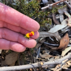 Dillwynia sp. at Bruce, ACT - 6 Oct 2018