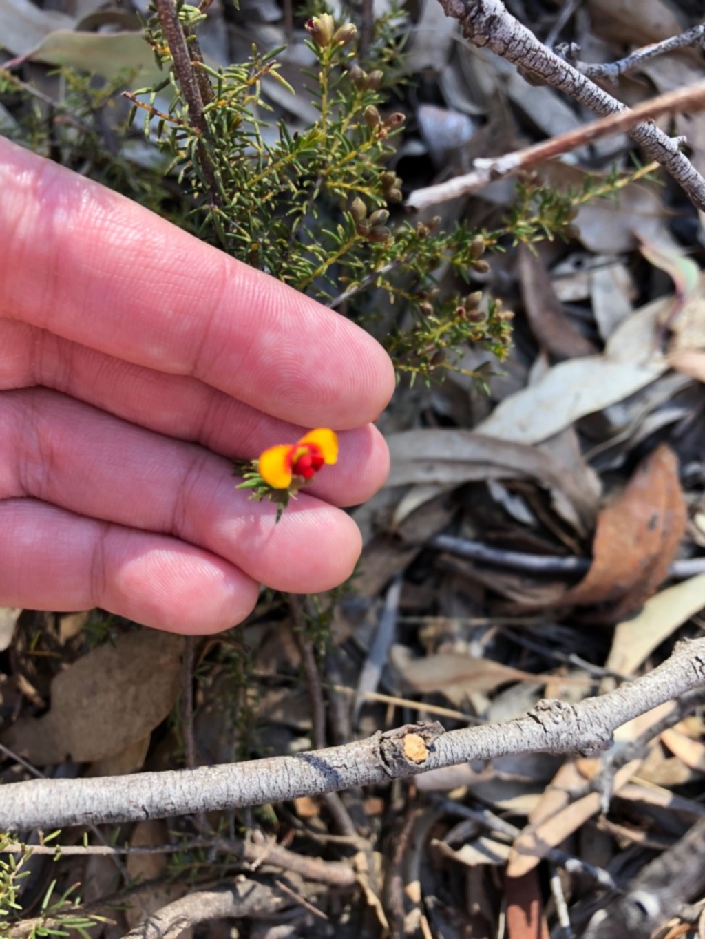 Dillwynia sp. at Bruce, ACT - 6 Oct 2018