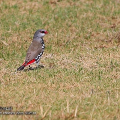 Stagonopleura guttata (Diamond Firetail) at Ulladulla, NSW - 13 Feb 2018 by CharlesDove