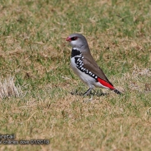 Stagonopleura guttata at Ulladulla, NSW - 14 Feb 2018