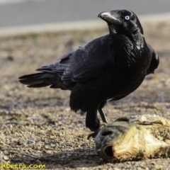 Corvus coronoides (Australian Raven) at Mount Ainslie to Black Mountain - 8 Oct 2018 by BIrdsinCanberra