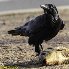 Corvus coronoides (Australian Raven) at Parkes, ACT - 9 Oct 2018 by JonSteinbeck