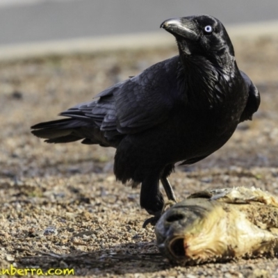 Corvus coronoides (Australian Raven) at Parkes, ACT - 9 Oct 2018 by JonSteinbeck