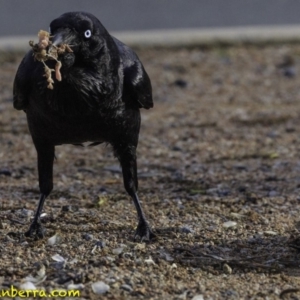 Corvus coronoides at Parkes, ACT - 9 Oct 2018