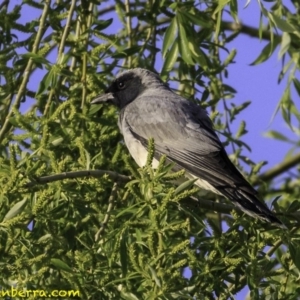 Coracina novaehollandiae at Parkes, ACT - 9 Oct 2018