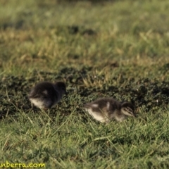 Chenonetta jubata (Australian Wood Duck) at Parkes, ACT - 9 Oct 2018 by JonSteinbeck