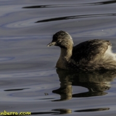 Poliocephalus poliocephalus (Hoary-headed Grebe) at Parkes, ACT - 8 Oct 2018 by BIrdsinCanberra