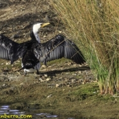 Microcarbo melanoleucos (Little Pied Cormorant) at Parkes, ACT - 9 Oct 2018 by JonSteinbeck