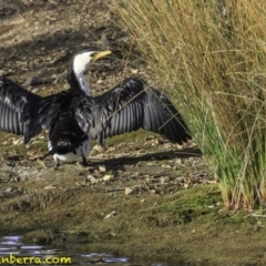 Microcarbo melanoleucos (Little Pied Cormorant) at Parkes, ACT - 8 Oct 2018 by BIrdsinCanberra