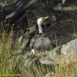 Microcarbo melanoleucos at Parkes, ACT - 9 Oct 2018