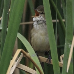 Acrocephalus australis (Australian Reed-Warbler) at Mount Ainslie to Black Mountain - 8 Oct 2018 by BIrdsinCanberra