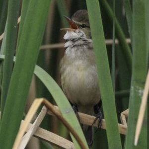 Acrocephalus australis at Parkes, ACT - 9 Oct 2018