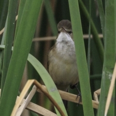 Acrocephalus australis at Parkes, ACT - 9 Oct 2018