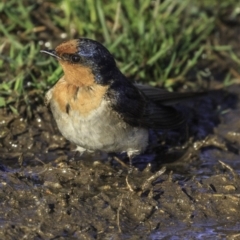 Hirundo neoxena (Welcome Swallow) at Mount Ainslie to Black Mountain - 8 Oct 2018 by BIrdsinCanberra