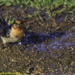 Hirundo neoxena at Parkes, ACT - 9 Oct 2018 07:40 AM