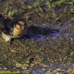 Hirundo neoxena at Parkes, ACT - 9 Oct 2018 07:40 AM