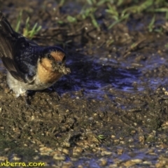 Hirundo neoxena at Parkes, ACT - 9 Oct 2018