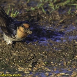 Hirundo neoxena at Parkes, ACT - 9 Oct 2018 07:40 AM