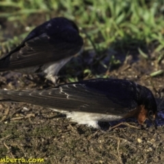 Hirundo neoxena at Parkes, ACT - 9 Oct 2018 07:40 AM