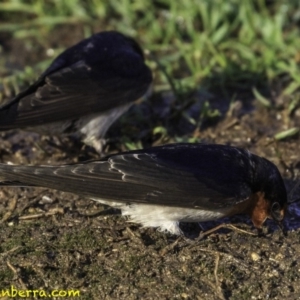 Hirundo neoxena at Parkes, ACT - 9 Oct 2018 07:40 AM