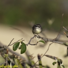 Sericornis frontalis (White-browed Scrubwren) at Parkes, ACT - 9 Oct 2018 by JonSteinbeck