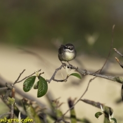 Sericornis frontalis (White-browed Scrubwren) at Mount Ainslie to Black Mountain - 8 Oct 2018 by BIrdsinCanberra